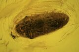 Detailed Fossil Beetle (Coleoptera) In Baltic Amber #109437-1